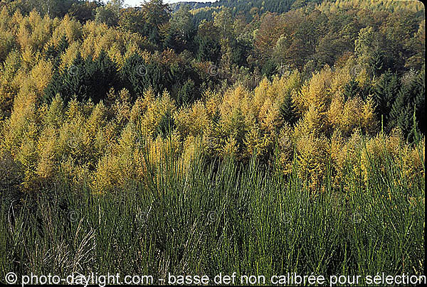 bois en automne